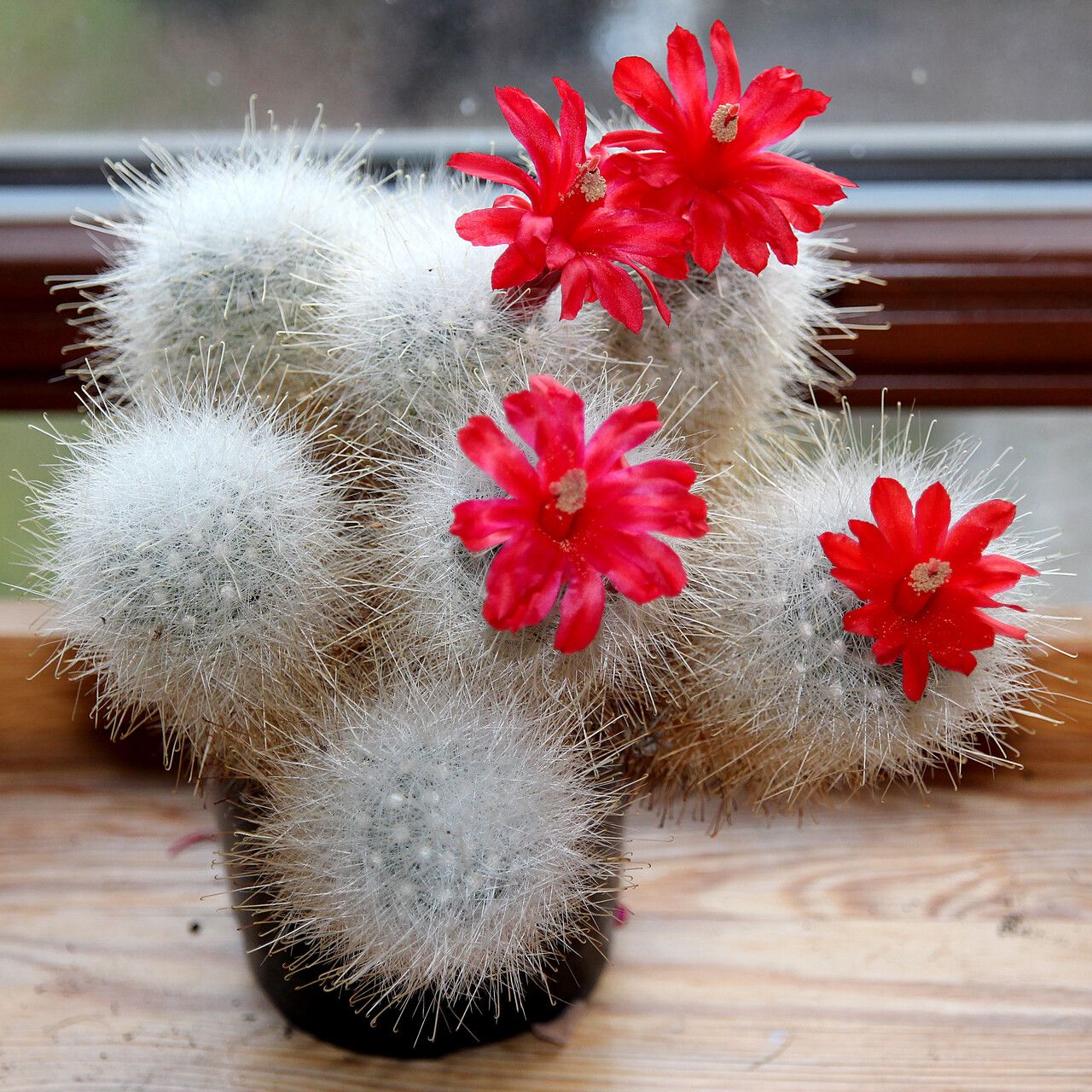 Mammillaria senilis — search result for 'and Chihuahua'