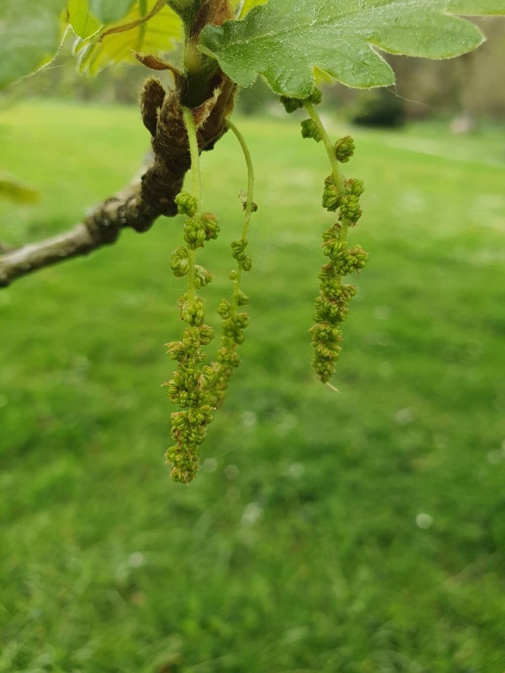 Quercus conferta flower