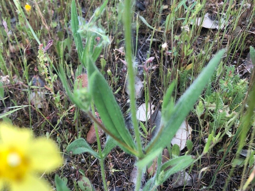 Helianthemum ledifolium — houseplant care guide