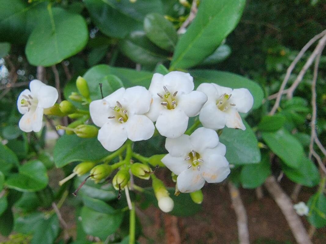 Bourreria succulenta flower