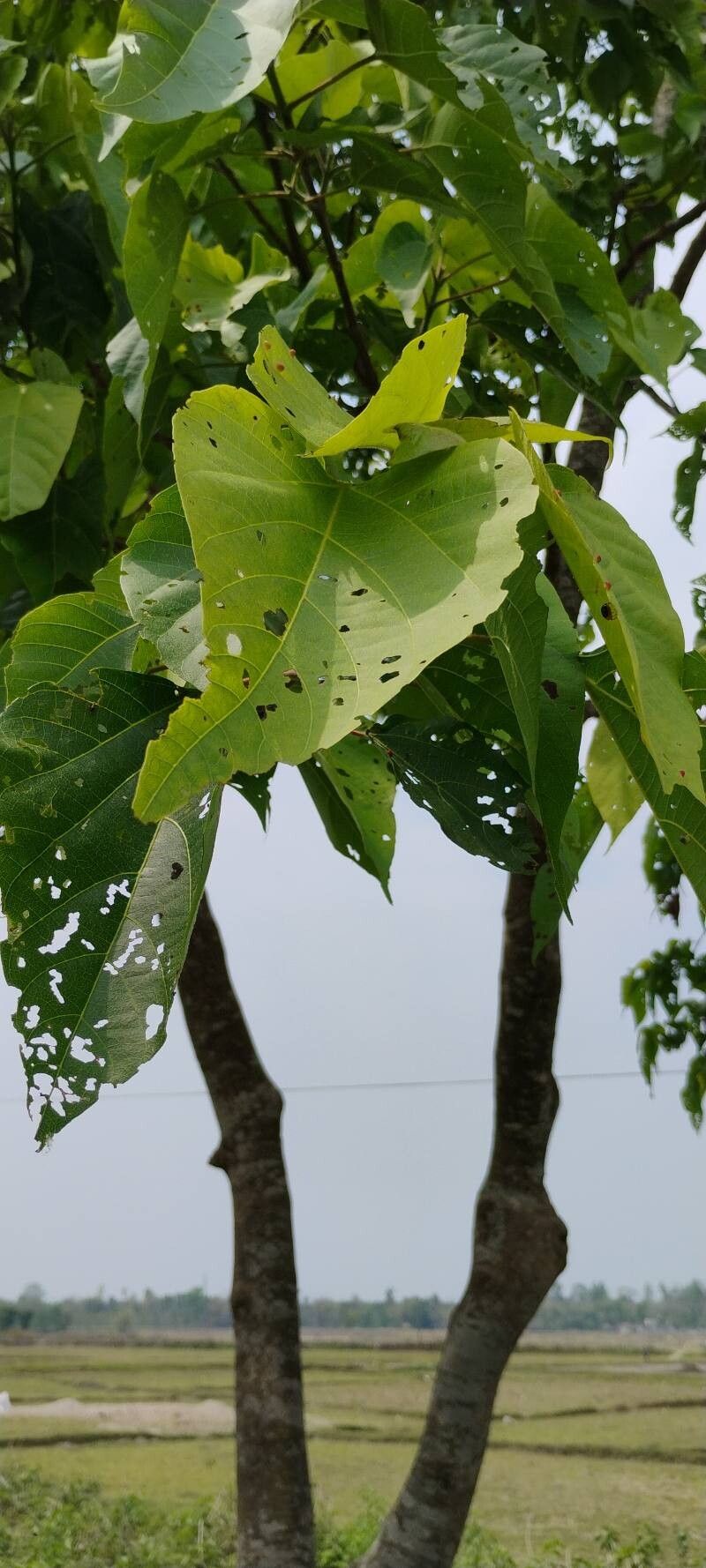 Mallotus nudiflorus — search result for 'Mallotus'