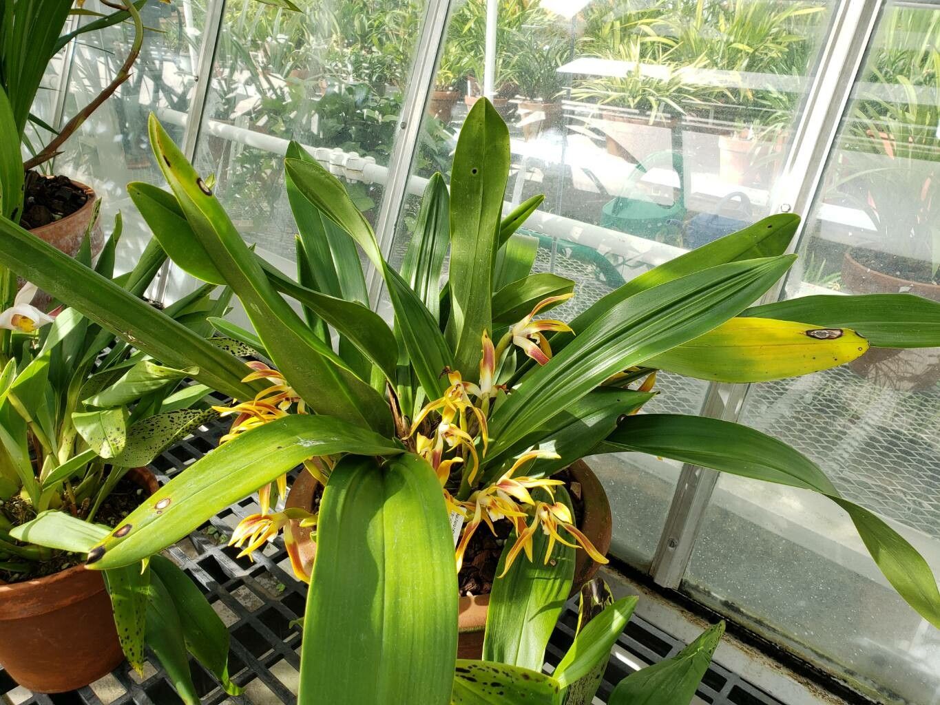 Maxillaria callichroma habit