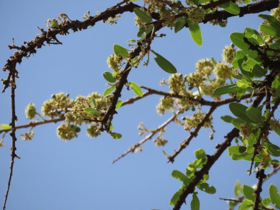 Boscia angustifolia flower