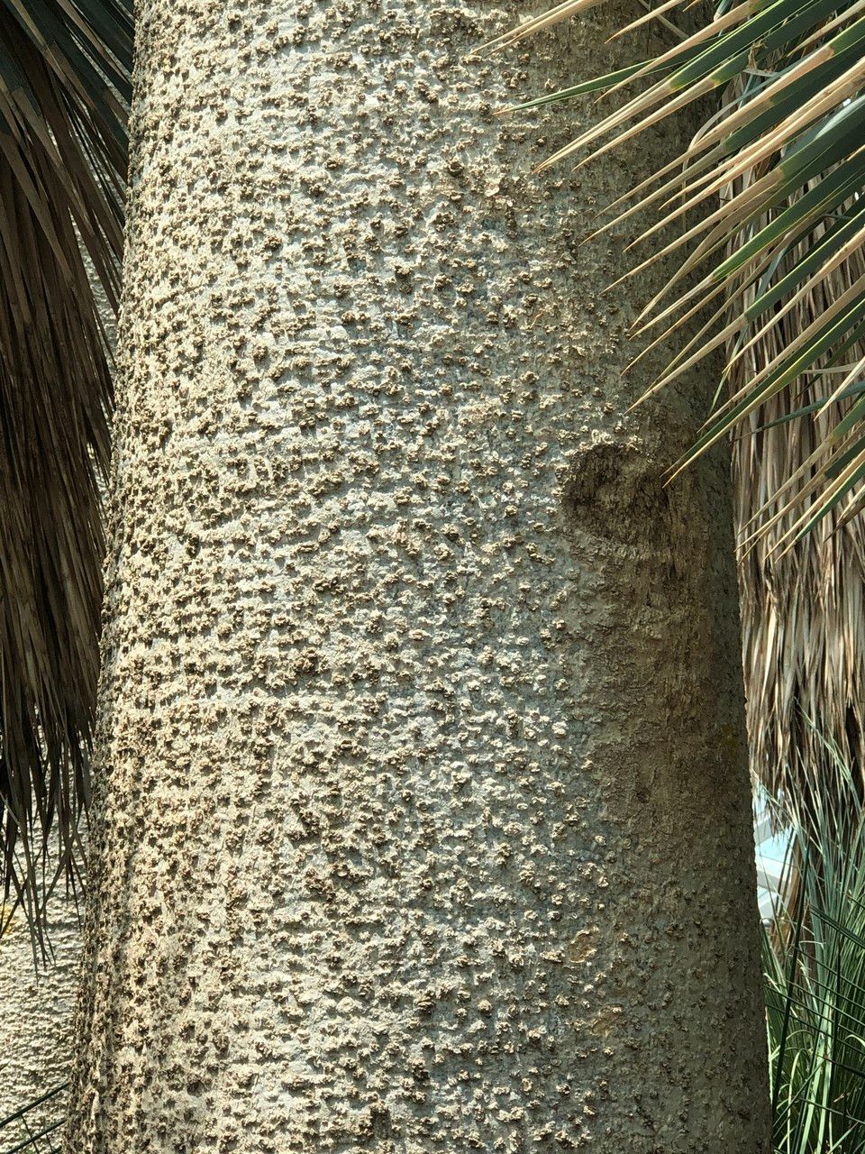 Moringa drouhardii bark