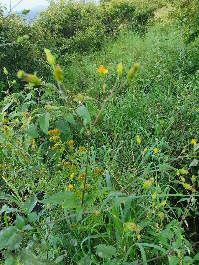 Bidens elgonensis flower