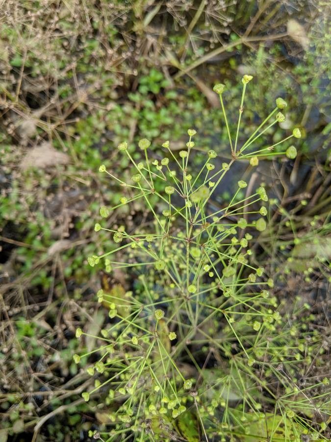 Alisma triviale fruit