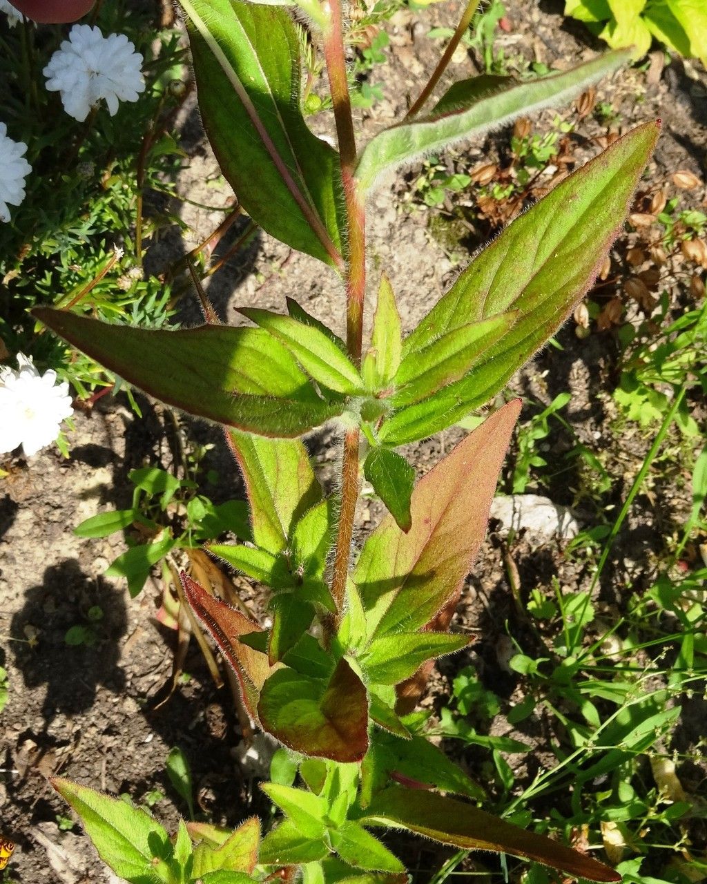 Oenothera tetragona — search result for 'Germany'