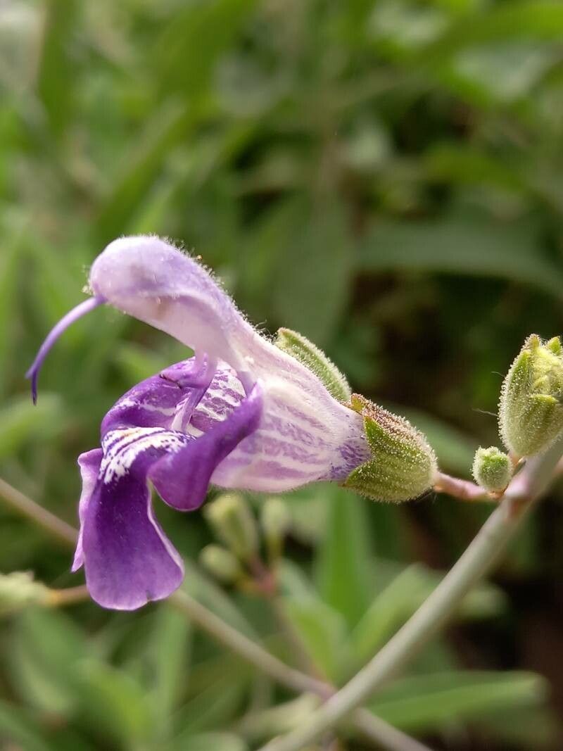 Salvia candelabrum flower