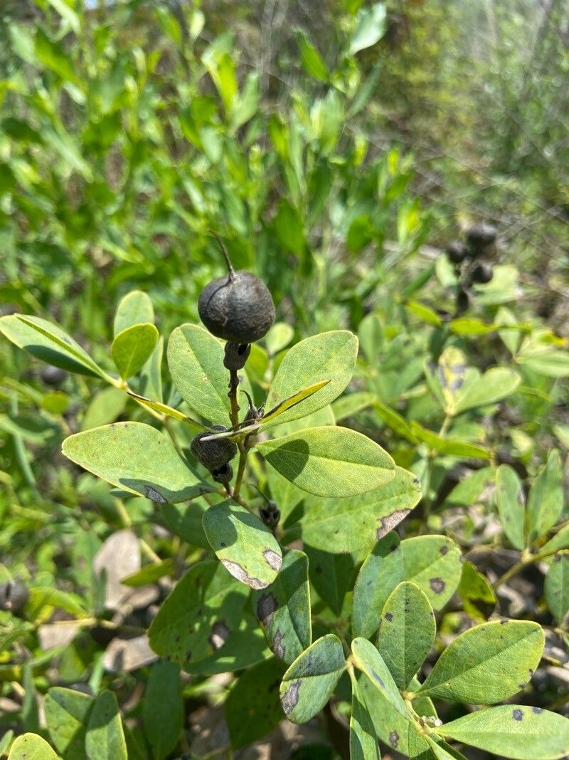 Baptisia nuttalliana fruit