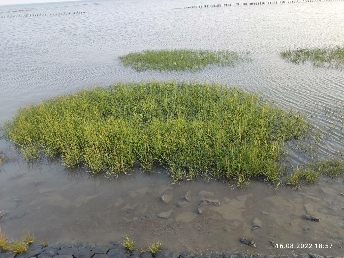 Sporobolus maritimus leaf