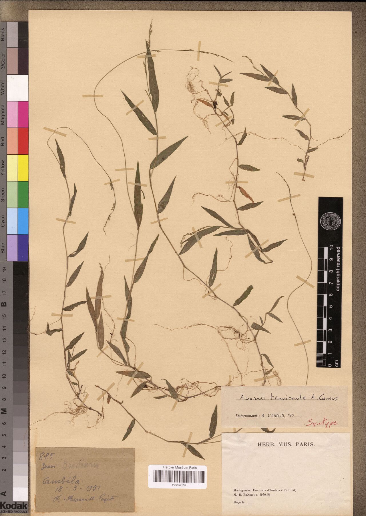 Acroceras tenuicaule — houseplant care guide