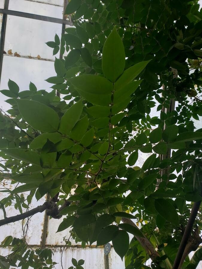 Averrhoa carambola — difficulty easy houseplant