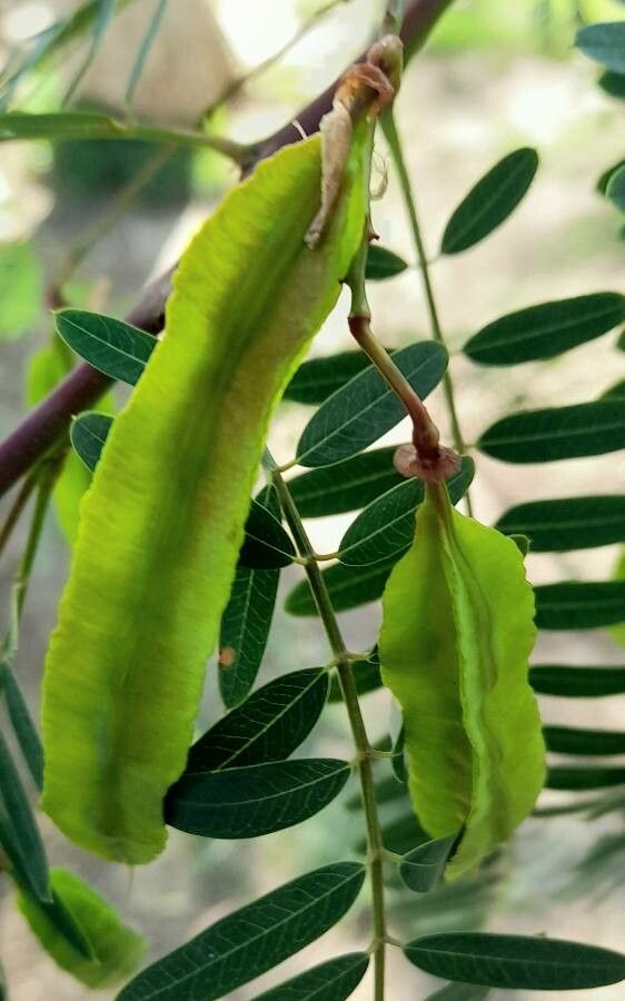 Sesbania punicea fruit