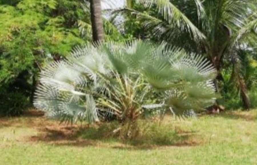 Copernicia prunifera — search result for 'Copernicia'