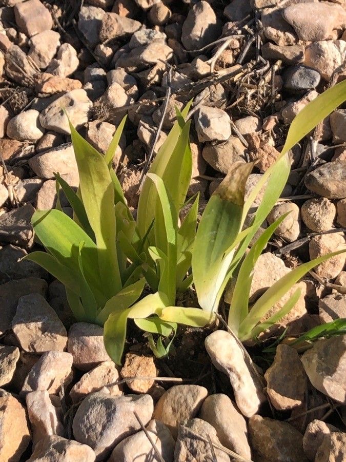 Iris tectorum — clay tolerant houseplant