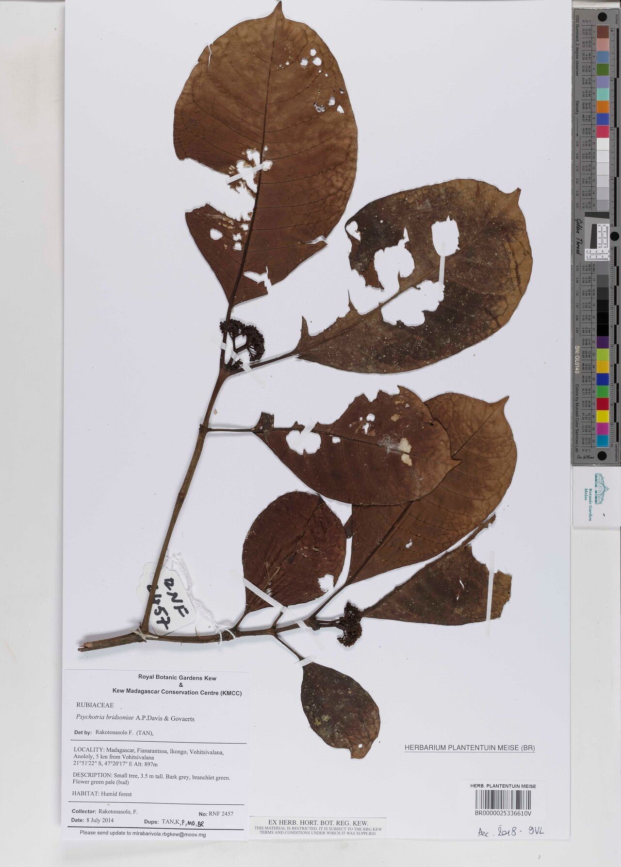 Psychotria bridsoniae — houseplant care guide