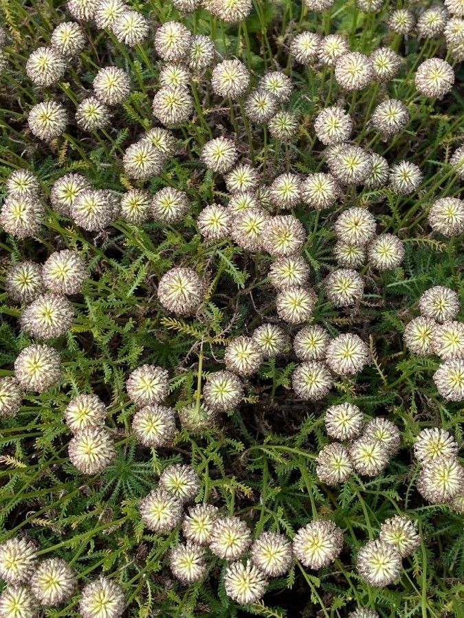 Santolina benthamiana flower