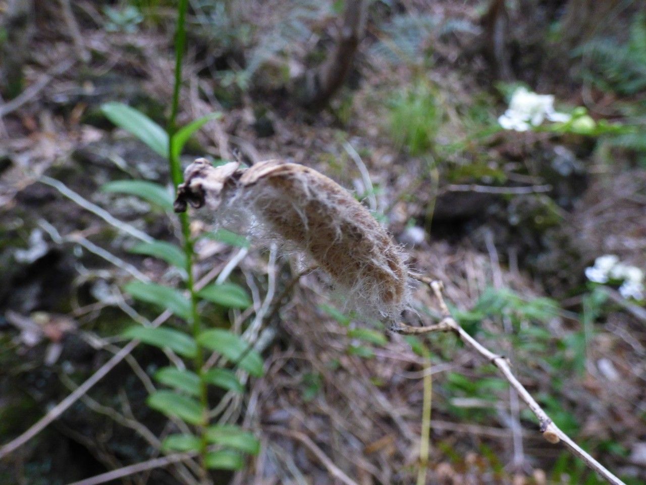 Cryptopus elatus fruit