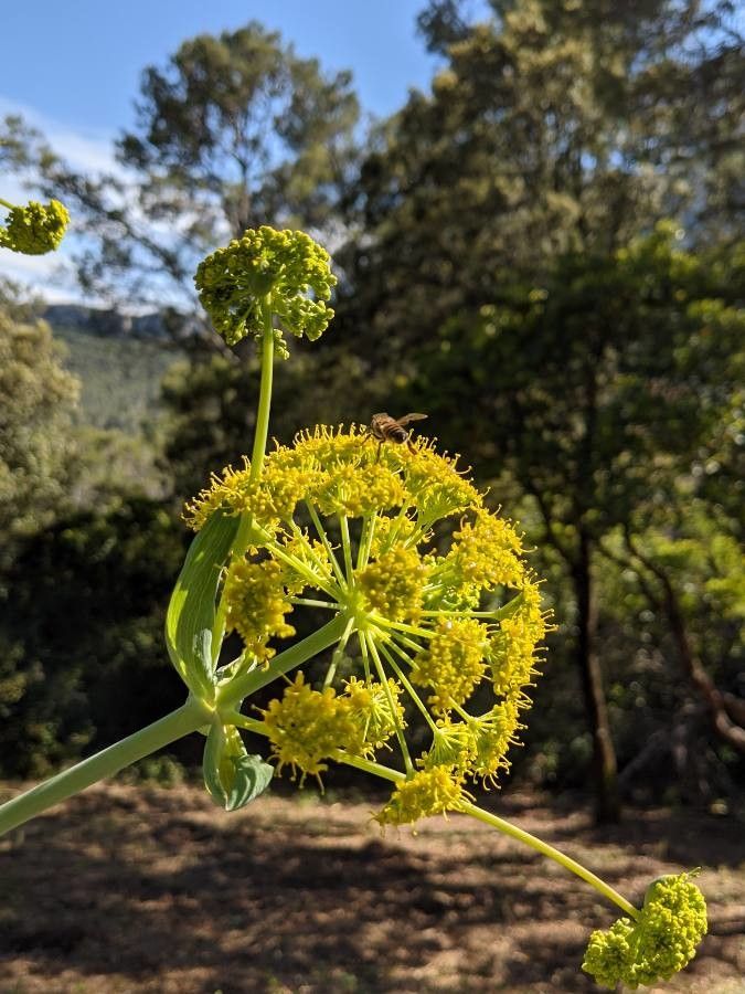Ferula glauca flower