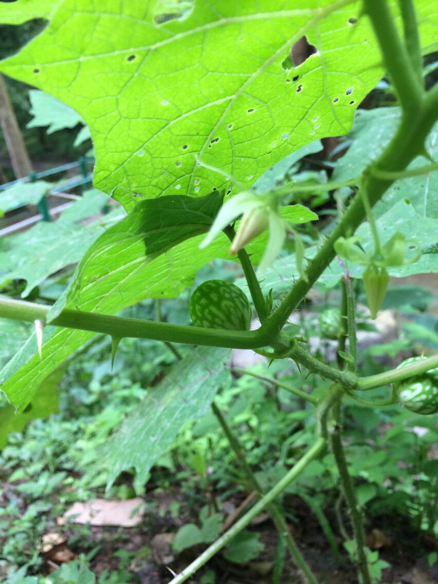 Solanum myriacanthum flower