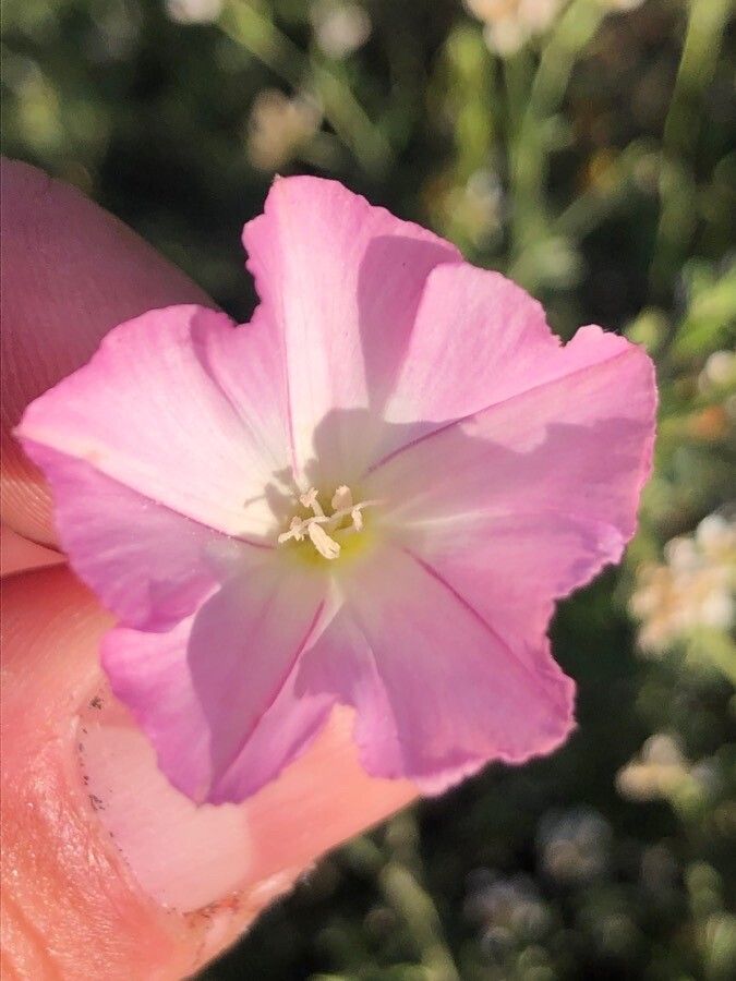 Convolvulus lineatus flower