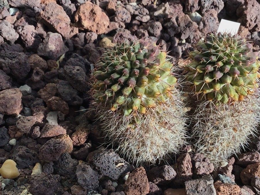 Mammillaria prolifera — search result for 'Cactaceae'