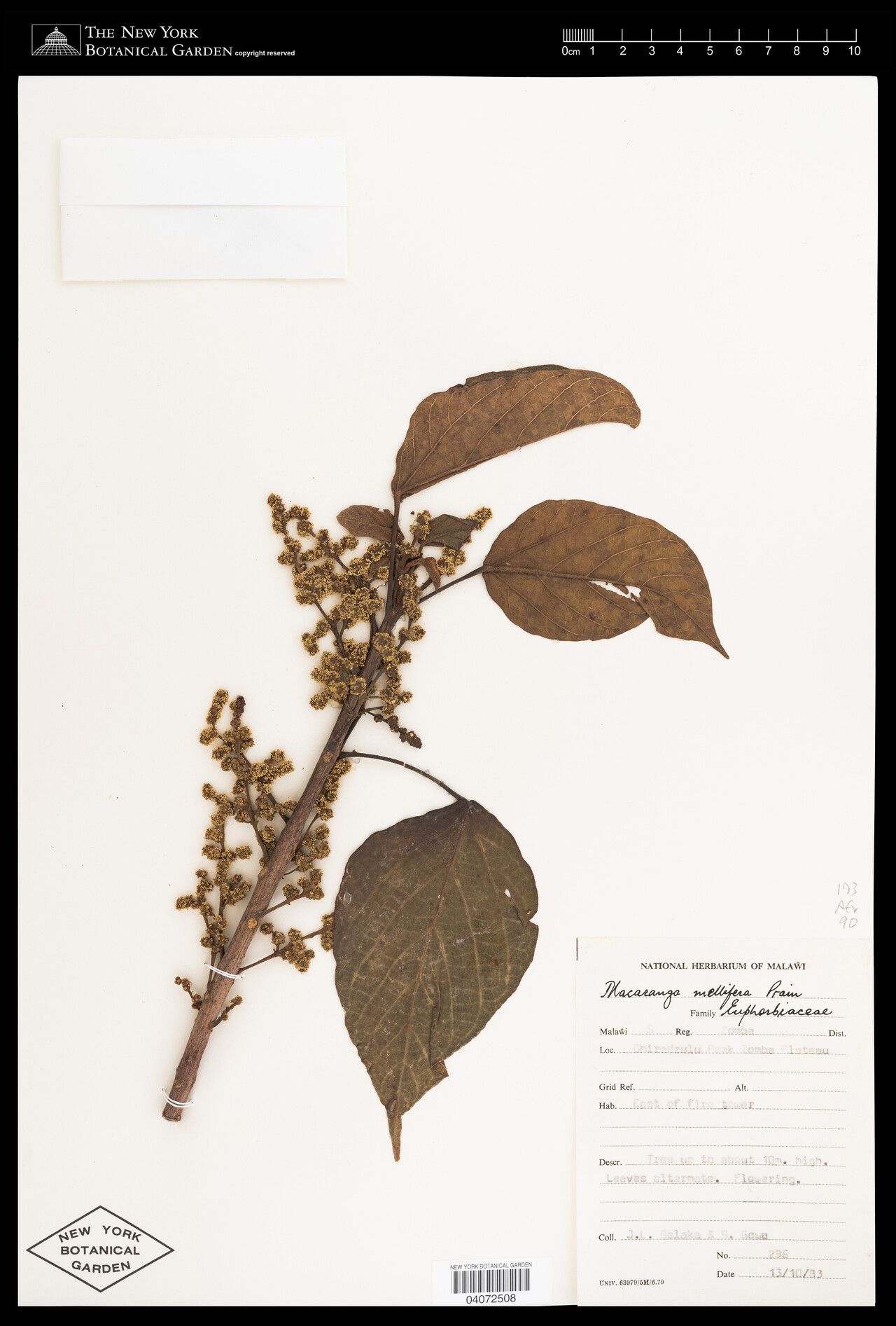 Macaranga mauritiana — houseplant care guide