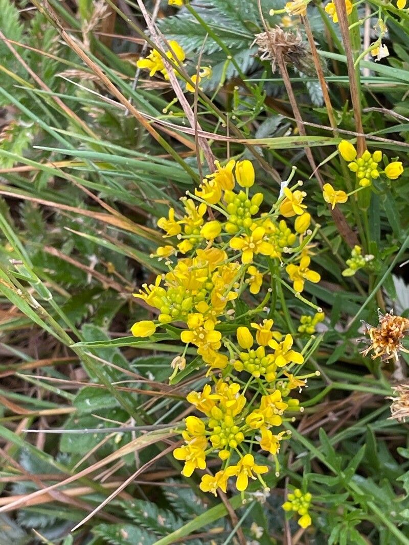 Rorippa amphibia flower