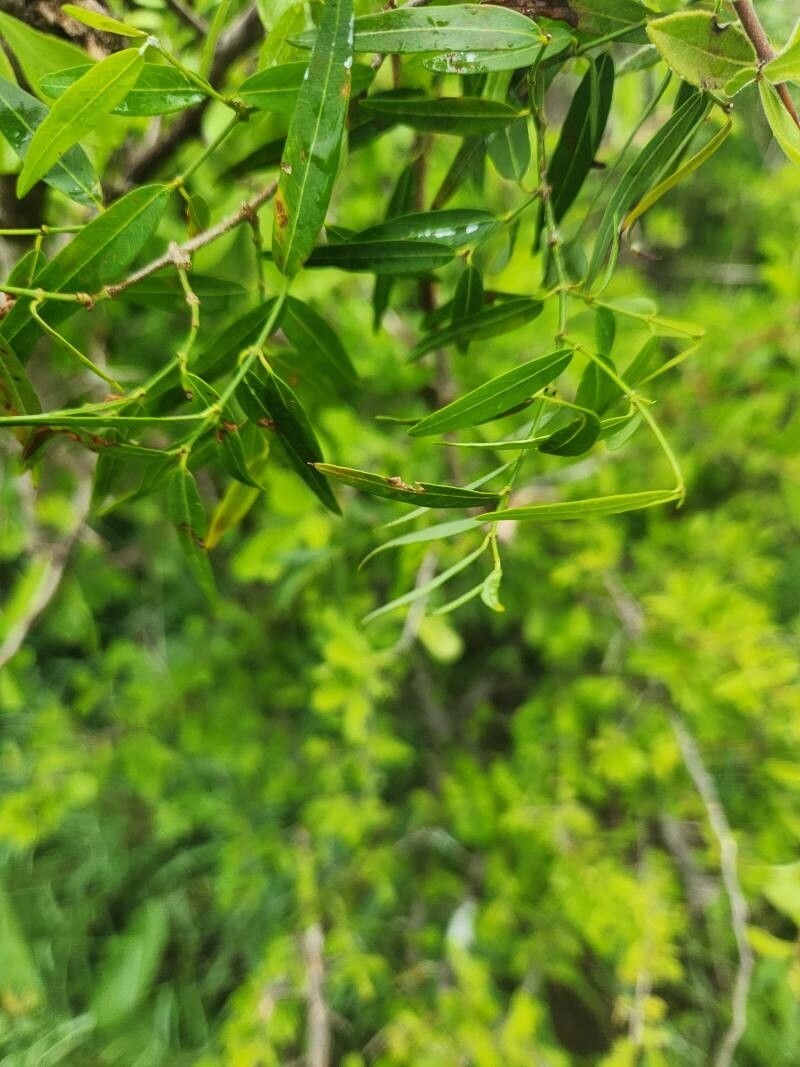 Periploca linearifolia leaf