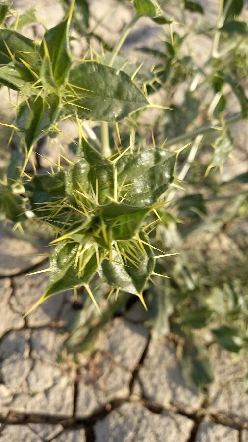 Carthamus oxyacantha other