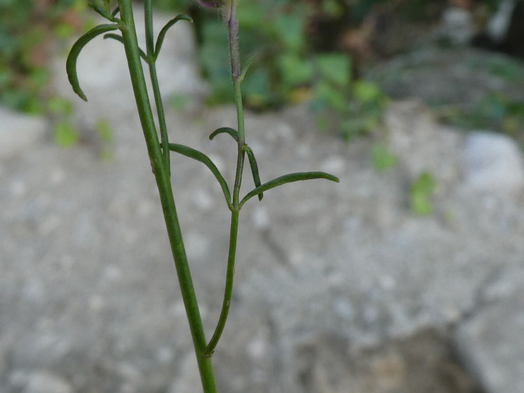 Antirrhinum barrelieri