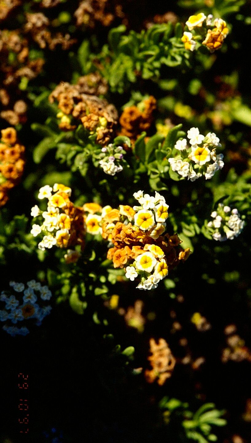 Heliotropium floridum — search result for 'Heliotropium'