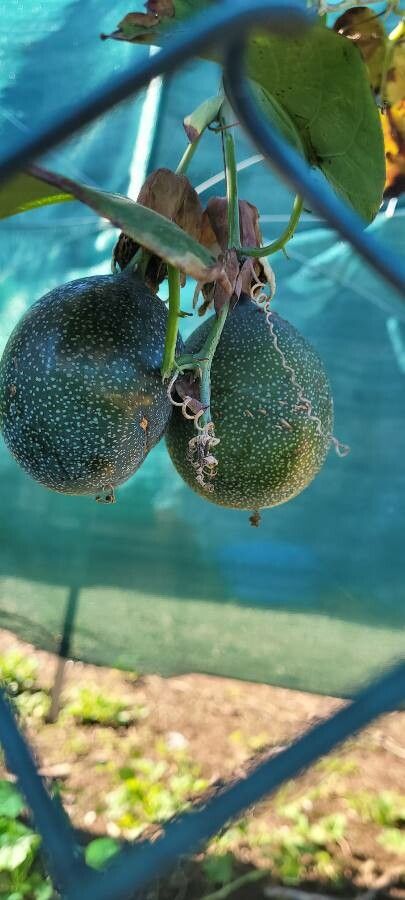Passiflora ligularis fruit