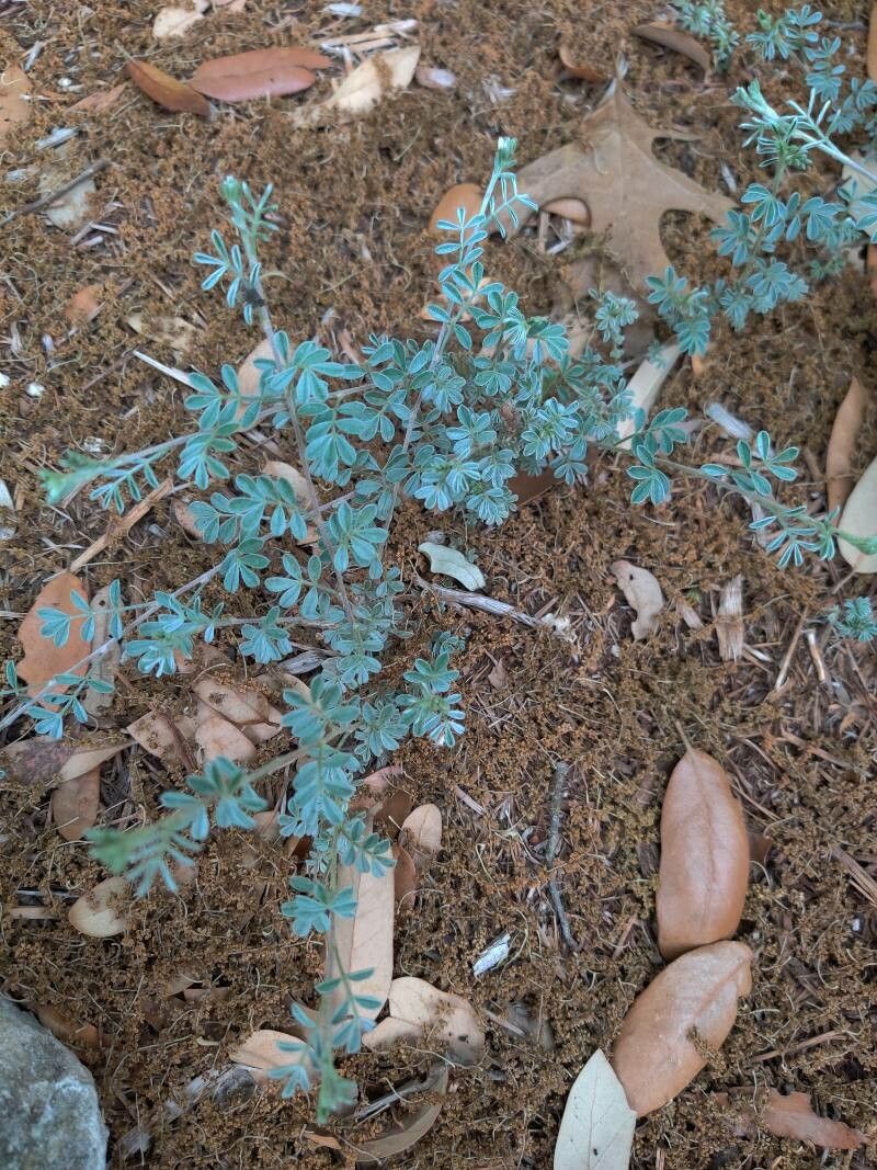 Dalea versicolor — houseplant care guide