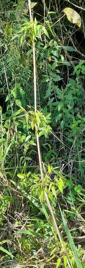 Chusquea ramosissima other