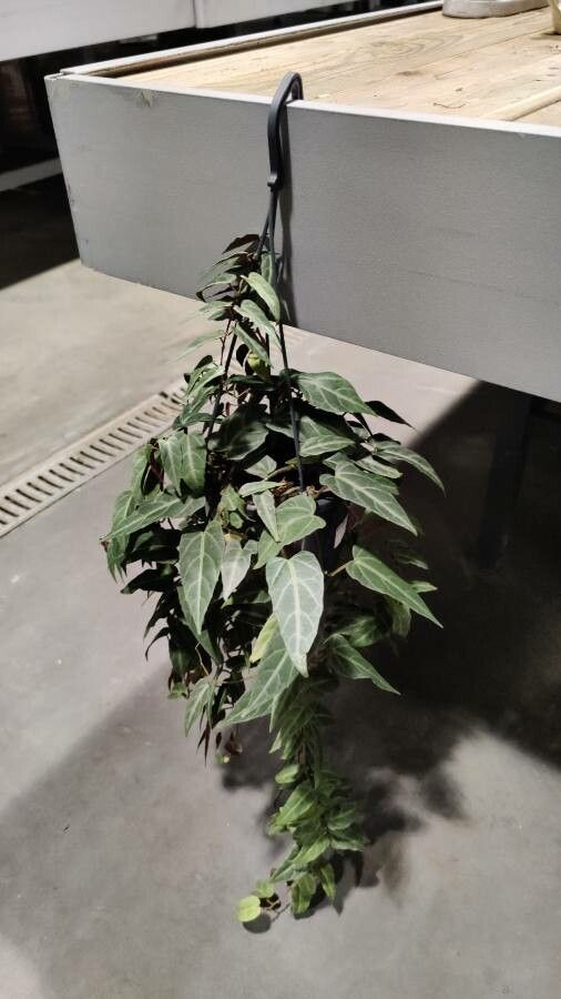 Vitis amazonica habit