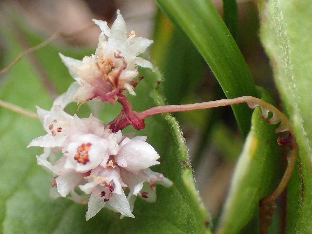 Cuscuta epithymum fruit