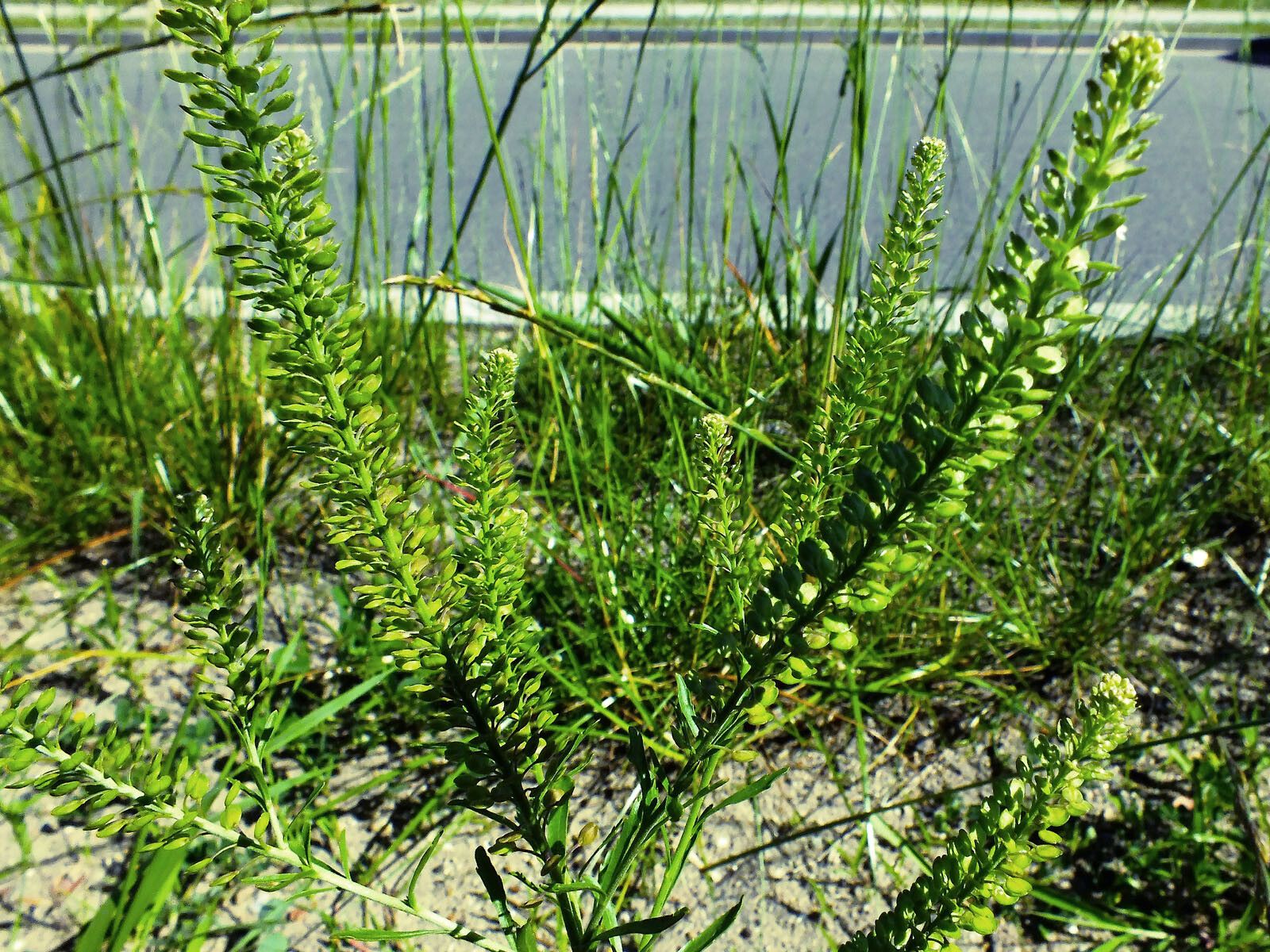 Lepidium densiflorum fruit
