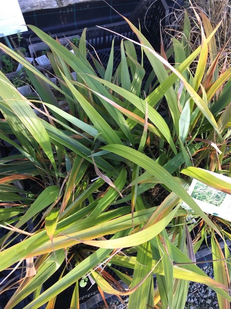 Phaenosperma globosa leaf