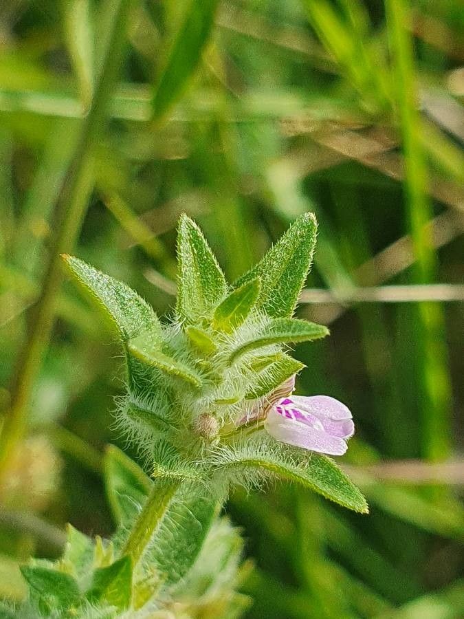 Justicia heterocarpa flower