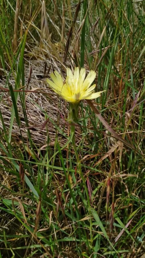 Scorzonera graminifolia flower