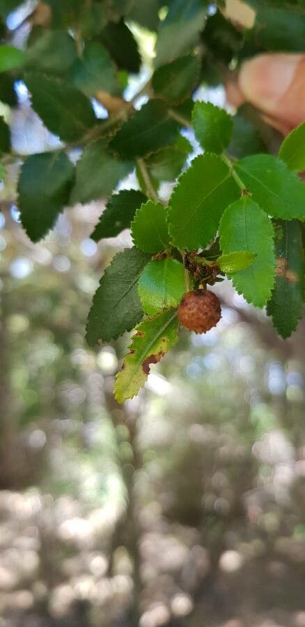 Nothofagus dombeyi fruit