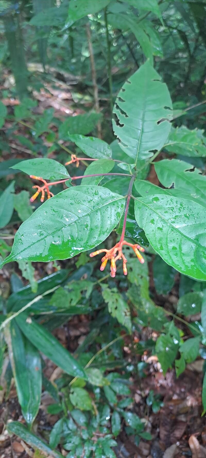 Palicourea longiflora flower