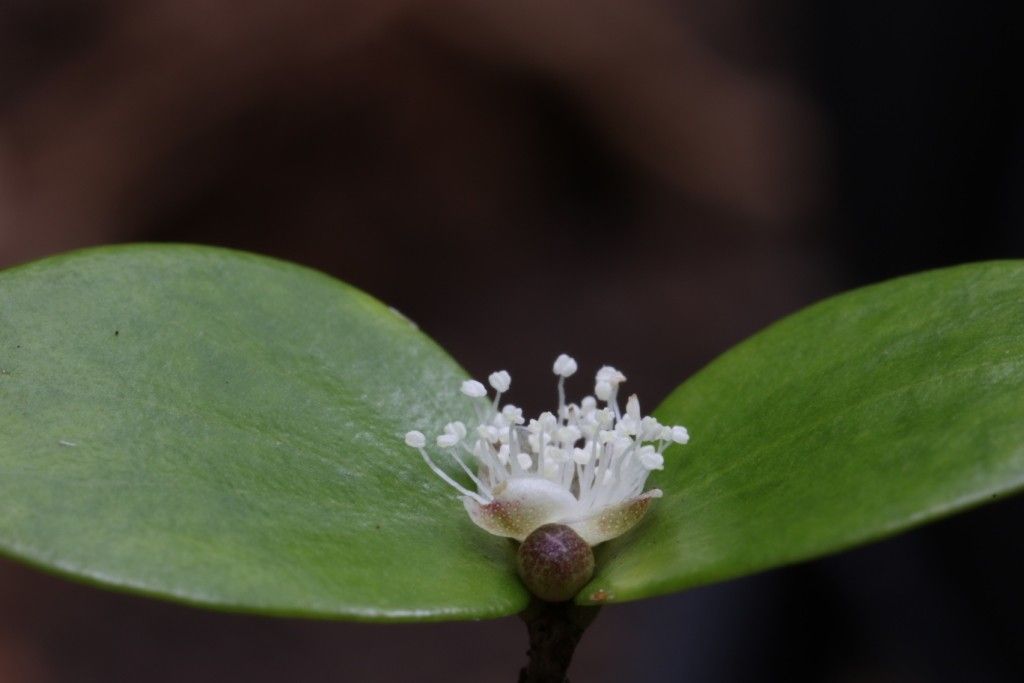 Eugenia plurinervia — houseplant care guide