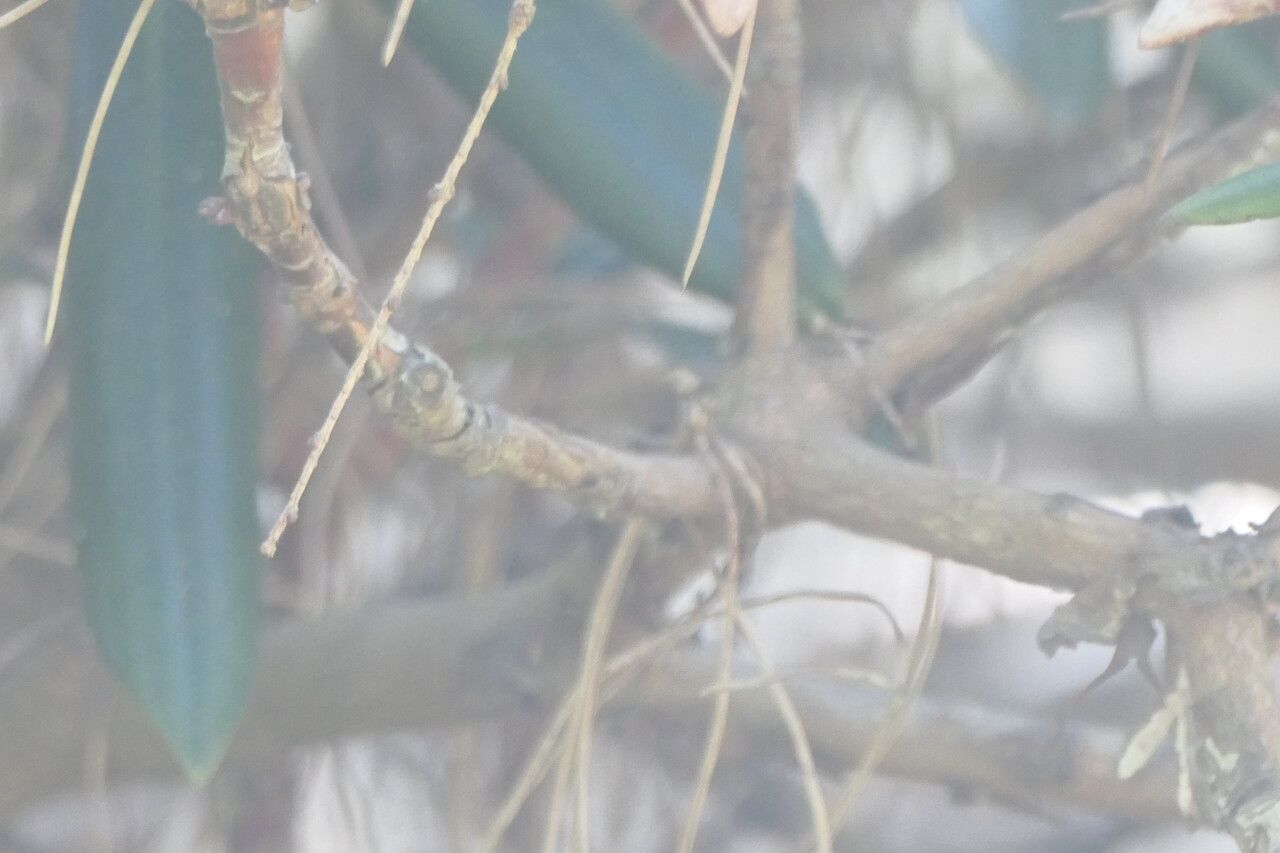 Rhododendron yakushimanum bark