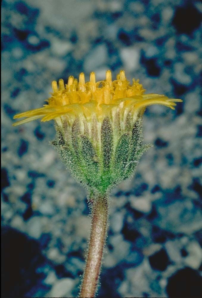 Hulsea vestita flower