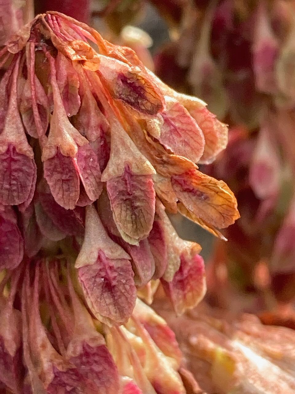 Rumex tolimensis fruit
