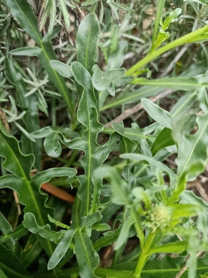 Reseda jacquini — search result for 'Reseda'