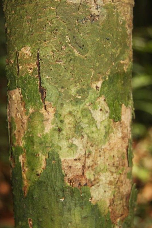 Aniba williamsii — houseplant care guide