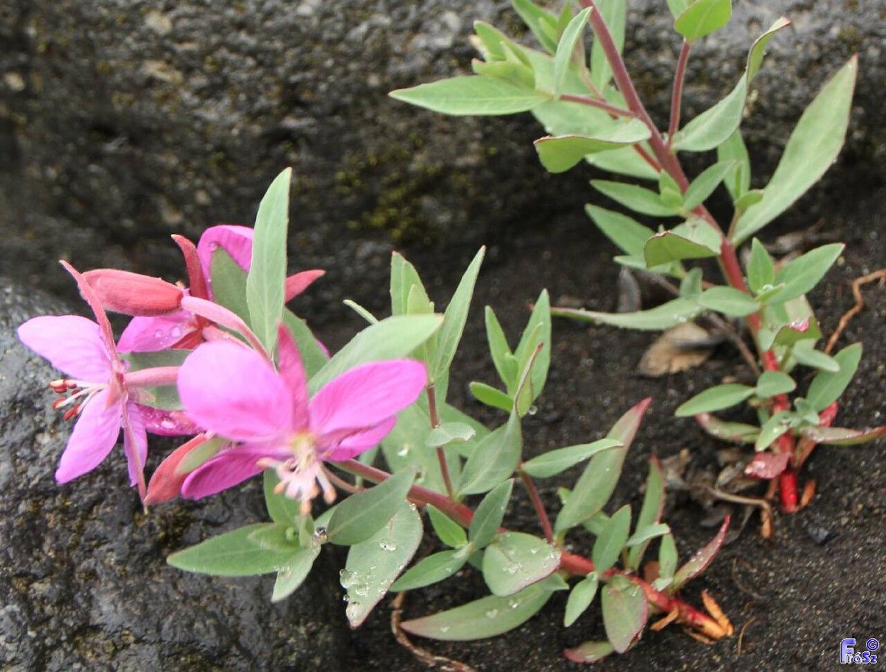 Chamerion latifolium — search result for 'Epilobium'